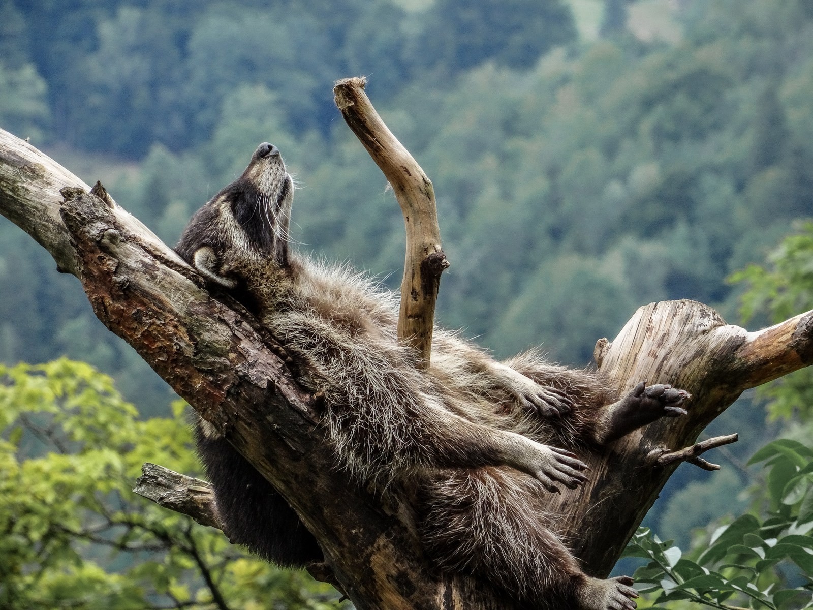history of happiness, a racoon lying on the branch of the tree. 