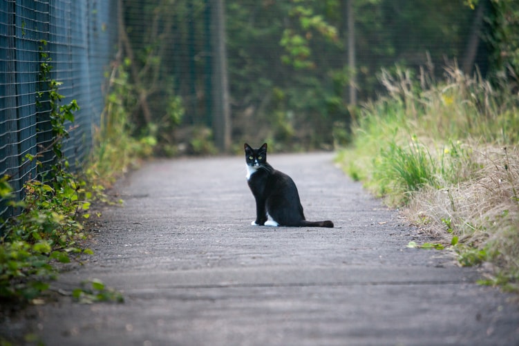 Black Cat happiness superstition, what if black cat crosses your road?