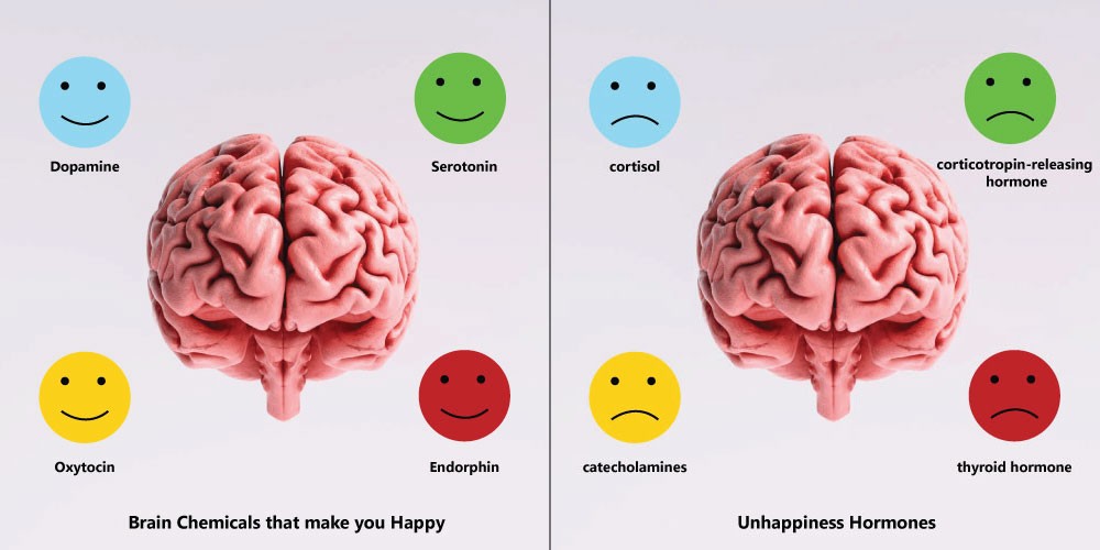 biological, an image of the brain and face with four happiness and unhappiness hormones word.