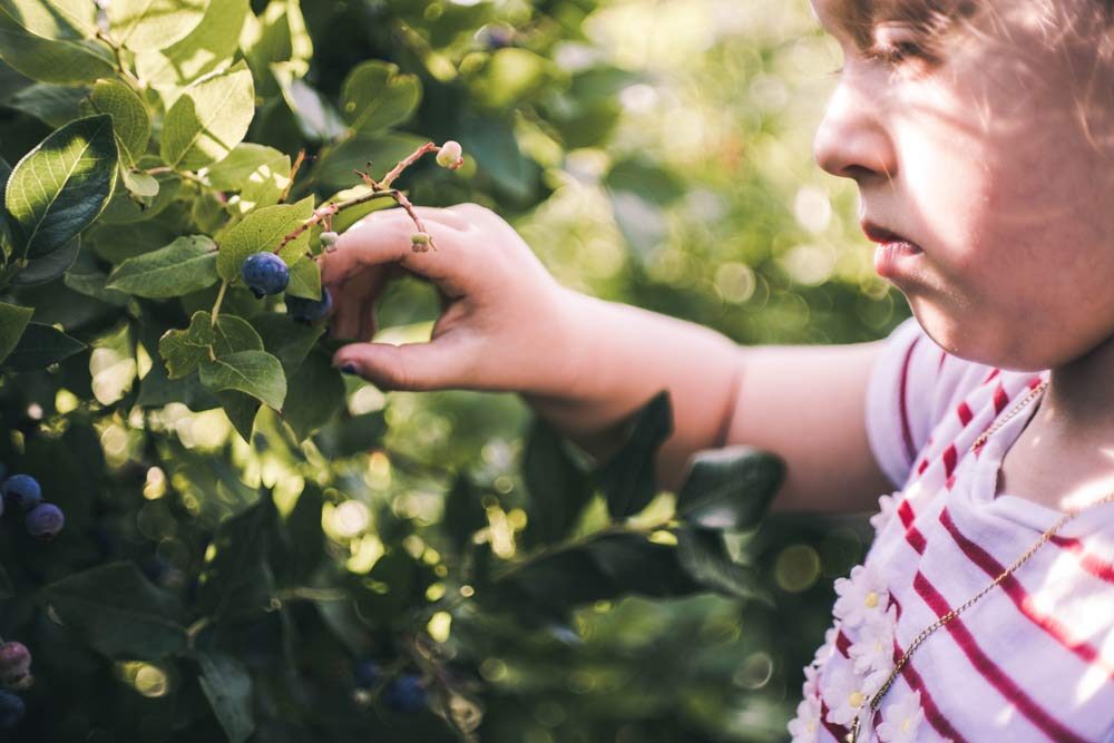 Superfoods of happiness, kid picking blueberries