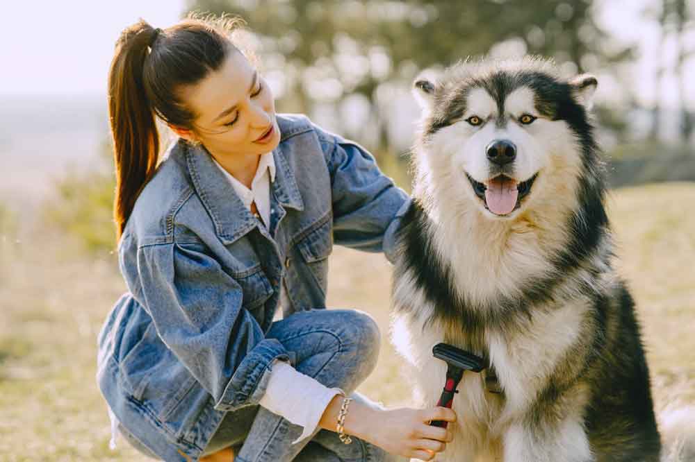 benefits of having a pet, Woman in Blue Denim Jacket Holding Brushing Her Siberian Husky
