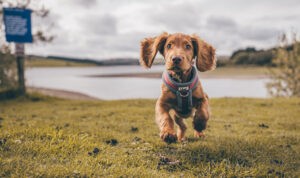 benefits of having a pet, Cocker Spaniel Puppy Running